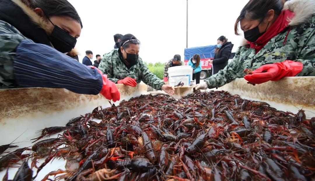 盒马加速布局，生鲜新零售如何“中场进阶”？