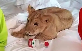 数央网观察：“小狮子叫醒服务”引热议，酒店业转向特色竞争