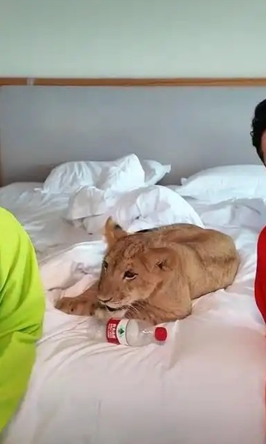 1762853254914432.png QQ20251111-163304.png